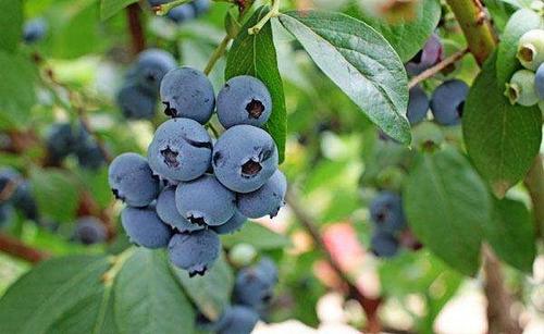 内蒙古蓝莓大棚来说适合什么样的蓝莓