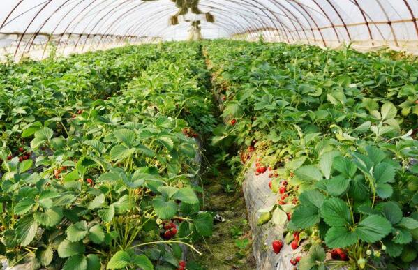 在沈阳内蒙古草莓大棚种植时要避免的问题