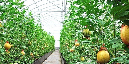 如何提升内蒙古蔬菜大棚的种植技术